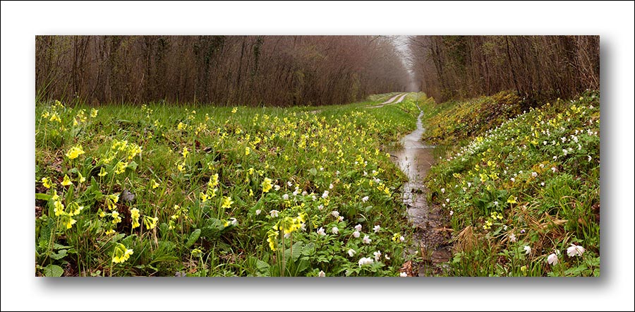 Schluesselblumen